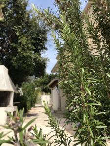 Appartamenti Le Mimose img36