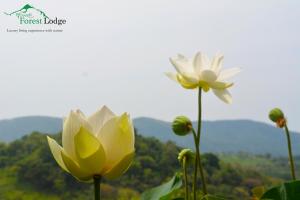 Arangala Forest Lodge