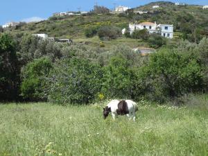 House in the grass land. Andros Greece