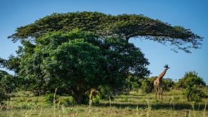 Gooderson Bushlands Game Lodge
