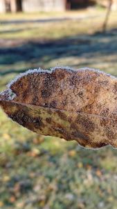 Cabañas Tapalpa Sierra del Tecuan, Cabaña Lince