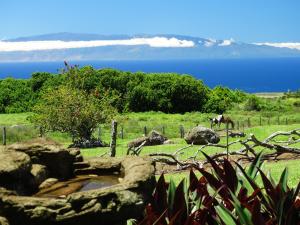 Kohala Lodge- Vacation Rental House