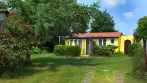 Bärenklau - Neustadt in Holstein