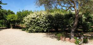 "SA DOMO DE SOS ARANZOS"