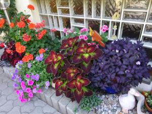 Appartement - Ferienwohnungen - Gästehaus Gabriele