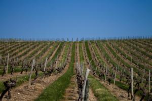 B&B / Chambres d'hotes Vignoble Chateau Piegue - winery : photos des chambres