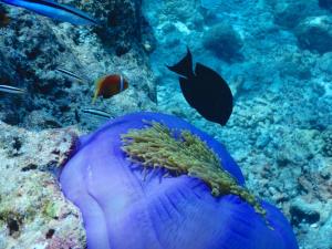 Dhigurah Beach Inn