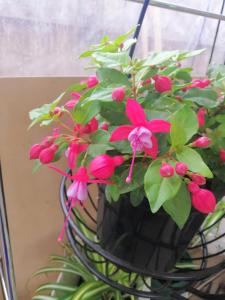 Melbourne Lakes 2BR House