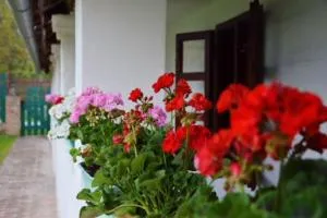 Kán-Forrest House with a View - Barcs