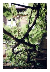 Taking a WALK in the beating HEART of NAVIGLI