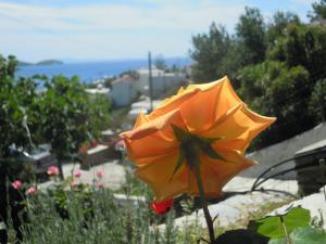 Blue Dolphin Andros Greece