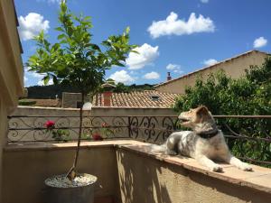 Appartements Holidays in Lagrasse : photos des chambres