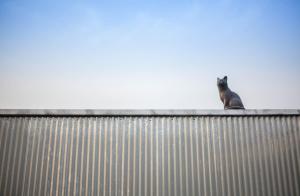 Cat on a hot tin roof