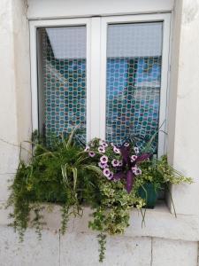 Apartments Nina Riva