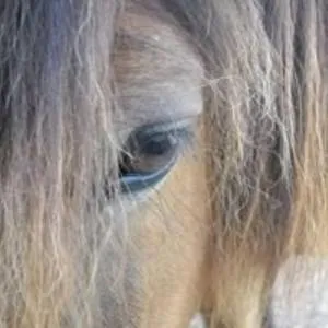 Ferme équestre Les Chevaliers - Thodure