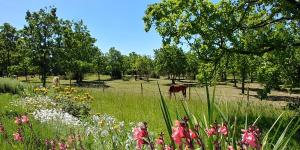 Maisons de vacances La Vayssade - Gite de Charme - 6 pers - Piscine Jacuzzi & Truffes : photos des chambres