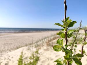 Apartamentai Millhouse LT