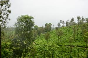Green Garden Deluxe Room