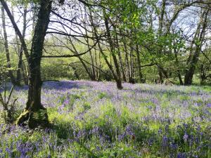Wray Valley B&B - Sustainable Rural Dartmoor Escape