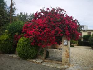 Hotel Patelis Lakonia Greece