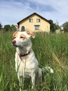 Chata Zeitreise-Ferienhaus Baden Rakousko