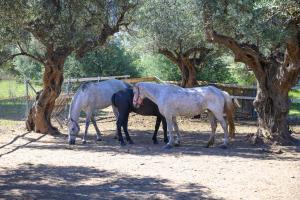 Semantron Traditional Village Achaia Greece