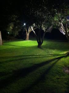 Ginepro family img21