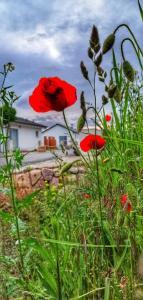 Ferienhaus sonnenWIND am Hainer See
