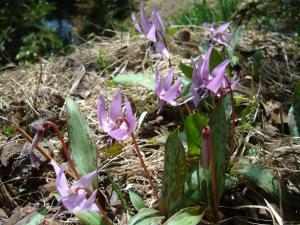 Togakushi- Kogen Minshuku Rindo