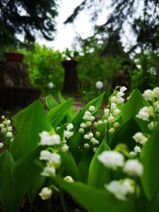 Chalet Szypry Holiday House Dywity Pologne