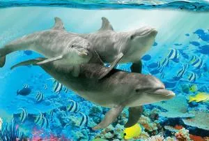 Delfina nähe Europa park Rust - Orschweier