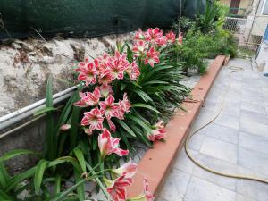 Casa Deli - Le Farfalle Blu