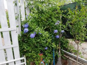 Casa Deli - Le Farfalle Blu