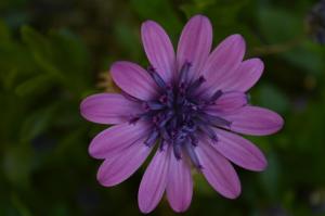 Anaxos Gardens Lesvos Greece