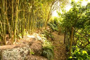 A House in The Woods
