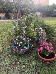 La Lantana Nuova