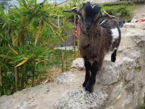 le Mas de la Jardine - Velleron