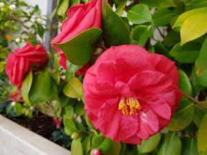 Apartments Sandra Solitudo II