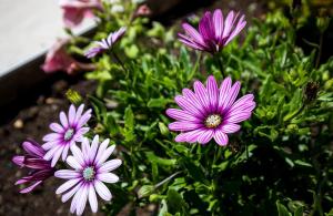 Apartment Meet & Greet