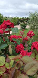 Villa Sorrentina img56