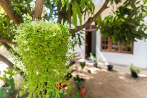Mango Shade Weligama