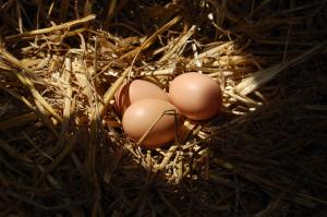 Maisons de vacances Chez Poussin : photos des chambres