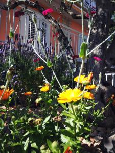 Apartman Antulov Srima