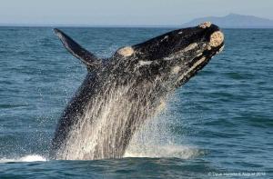 La Petite Baleine Oceanfront Villa