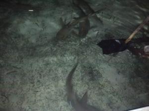 Happy Homestay Arborek