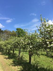 The Apple Farm Glamping
