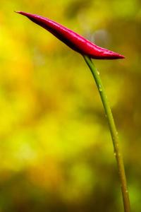 Volcano Mist Cottage