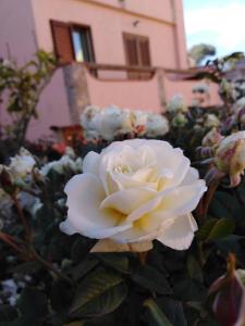 The Roses Garden img39