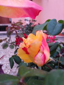 The Roses Garden img36