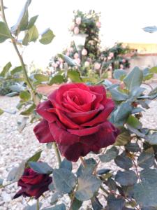 The Roses Garden img35